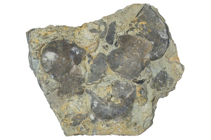 Fossil Brachiopod (Rafinesquina) and Bryozoan Plate - Indiana #285109
